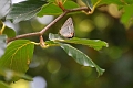 purple hairstreak butterfly-1